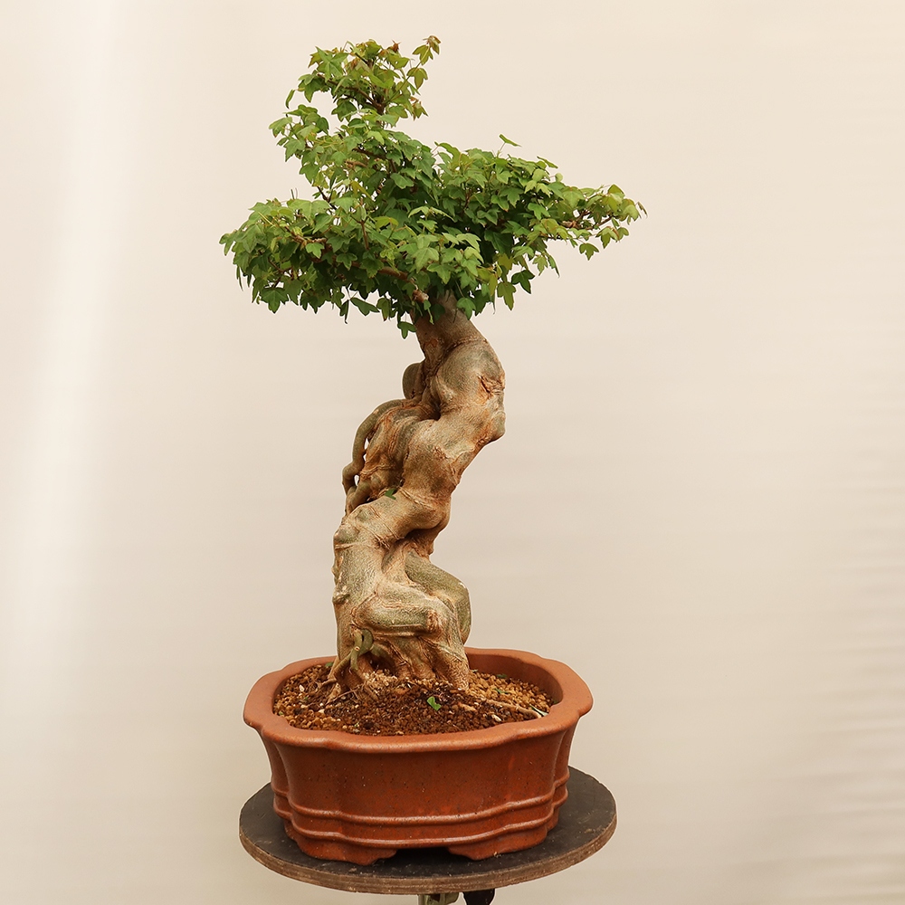 Bonsai da esterno - Acero Burger - Acer Burgerianum