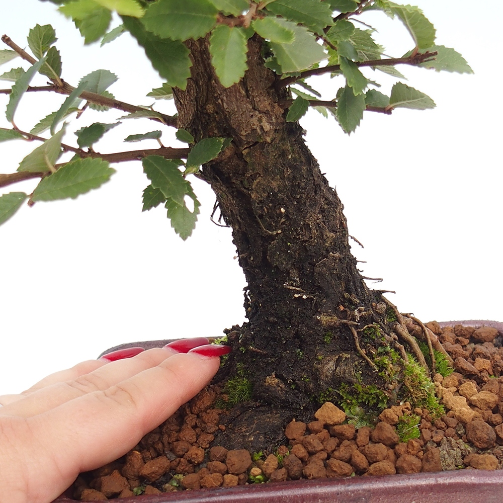 Bonsai da esterno - Zelkova - Zelkova NIRE