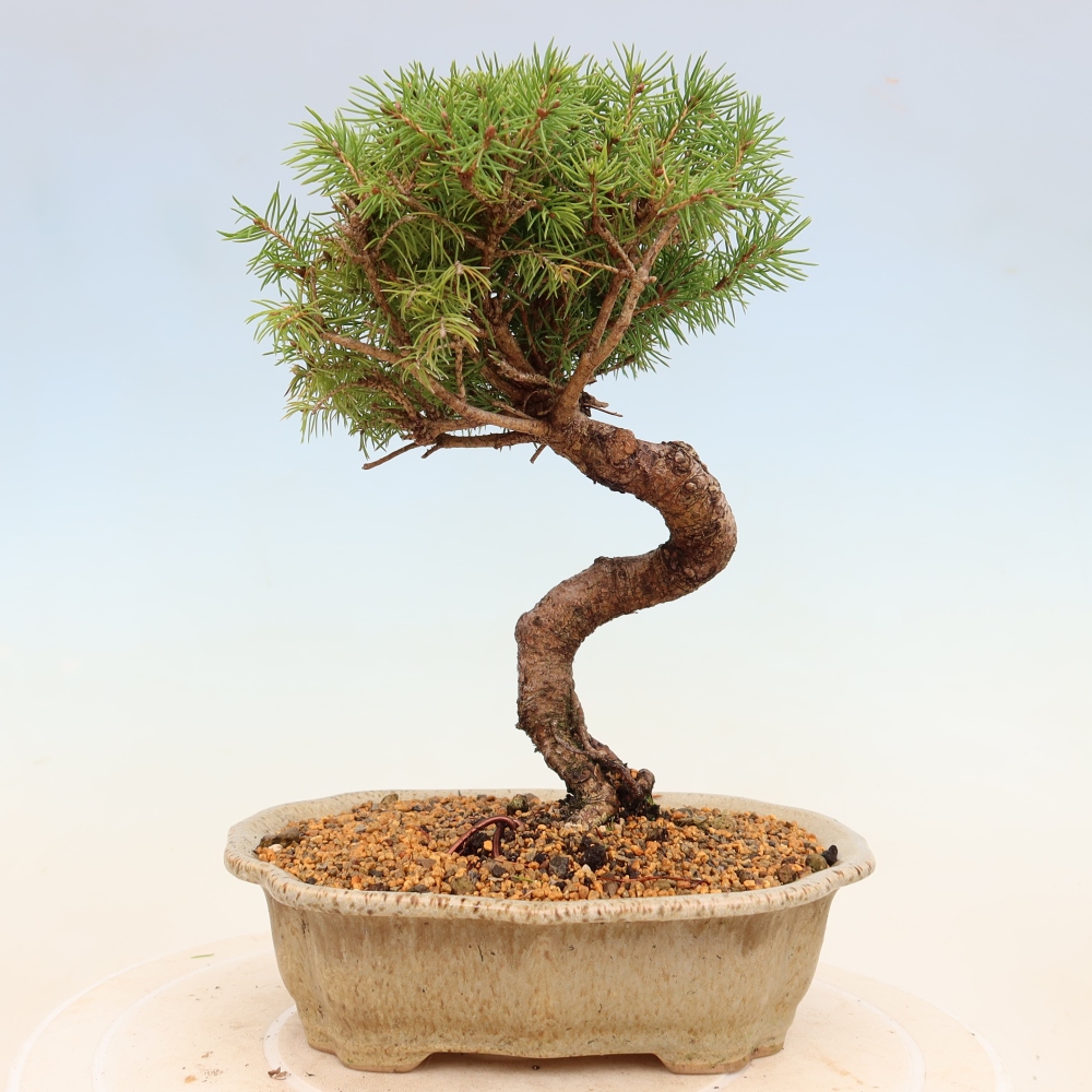 Bonsai da esterno - Abete rosso - Picea glauca globo