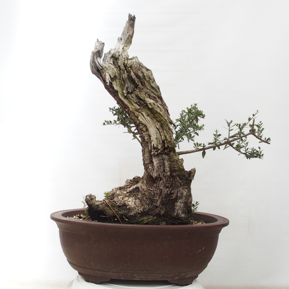 Bonsai da interno - Olea europaea sylvestris