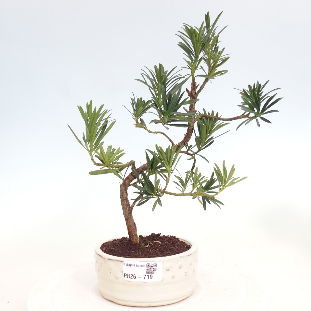 Camera bonsai - Podocarpus - Tasso delle pietre