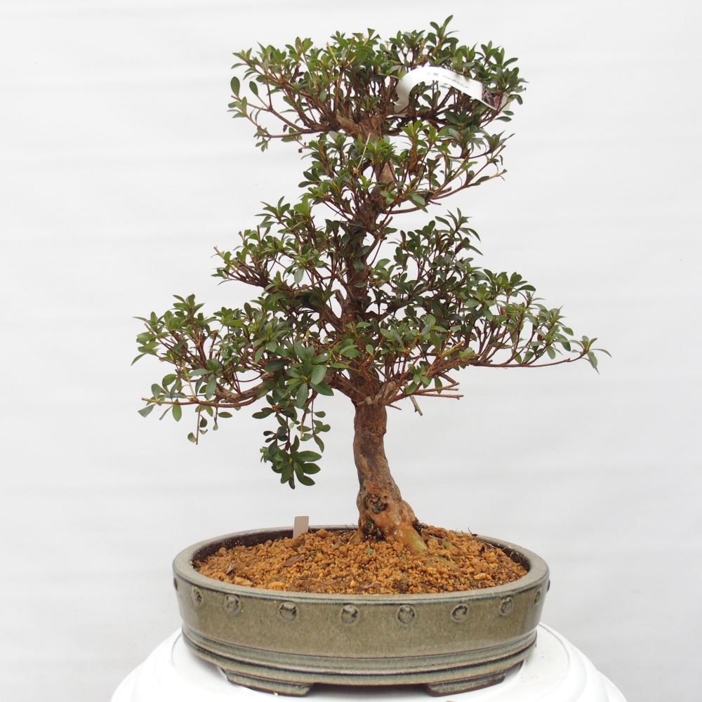 Bonsai da esterno - Azalea giapponese - Azalea Hanatsuzuri
