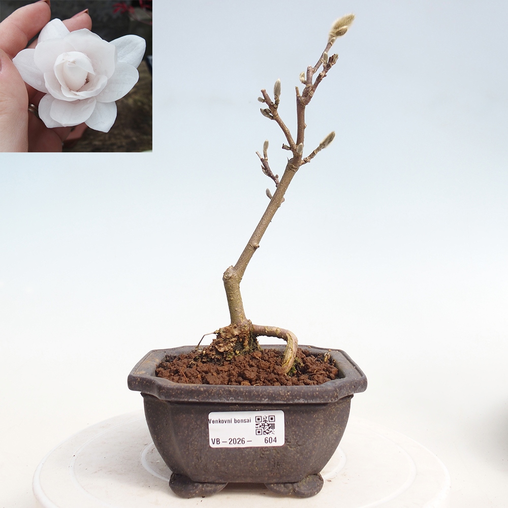 Bonsai da esterno - Magnolia stellata