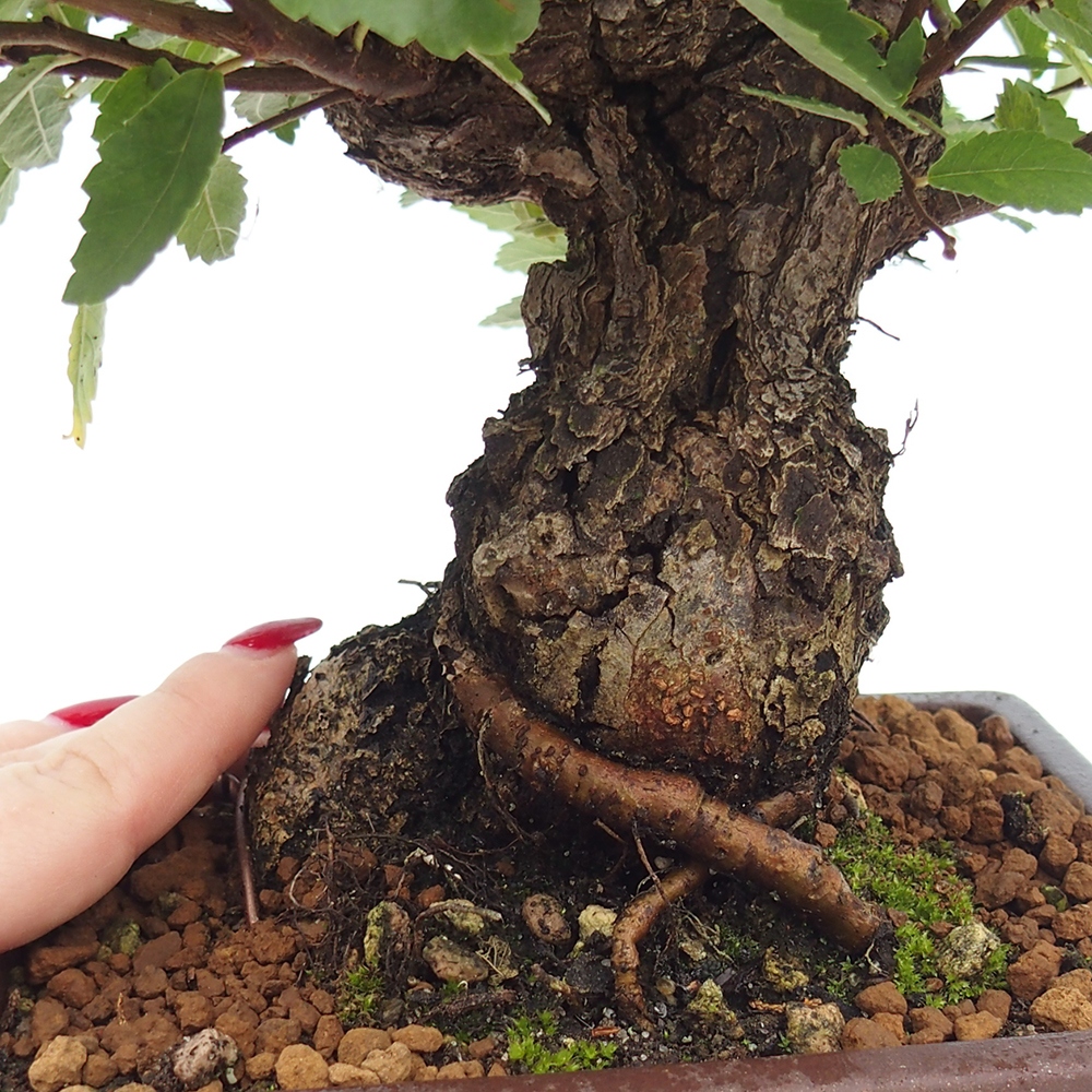 Bonsai da esterno - Zelkova - Zelkova NIRE