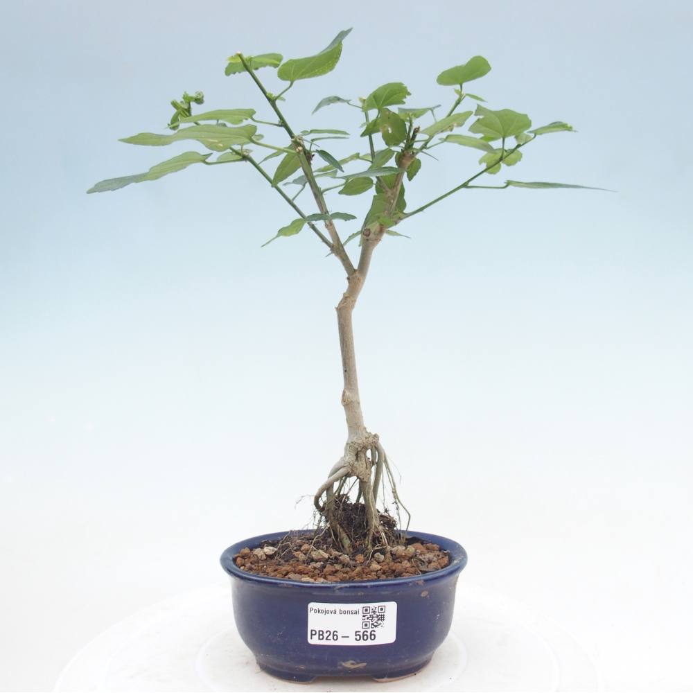 Bonsai da interno - Malvaviscus arboreus