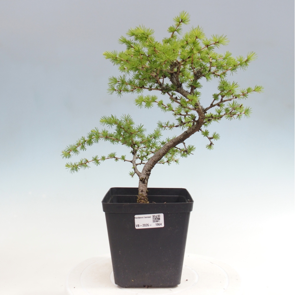 Bonsai da esterno -Larix decidua - Larice