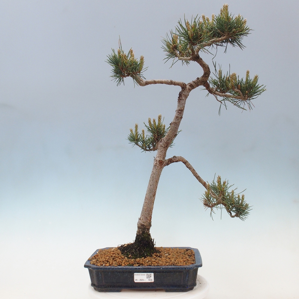 Bonsai da esterno - Pinus Sylvestris Watererri - Pino silvestre
