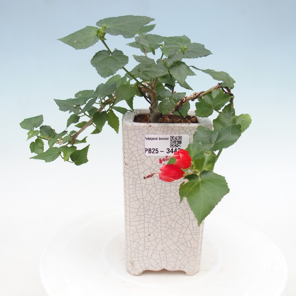 Bonsai da interno - Malvaviscus arboreus