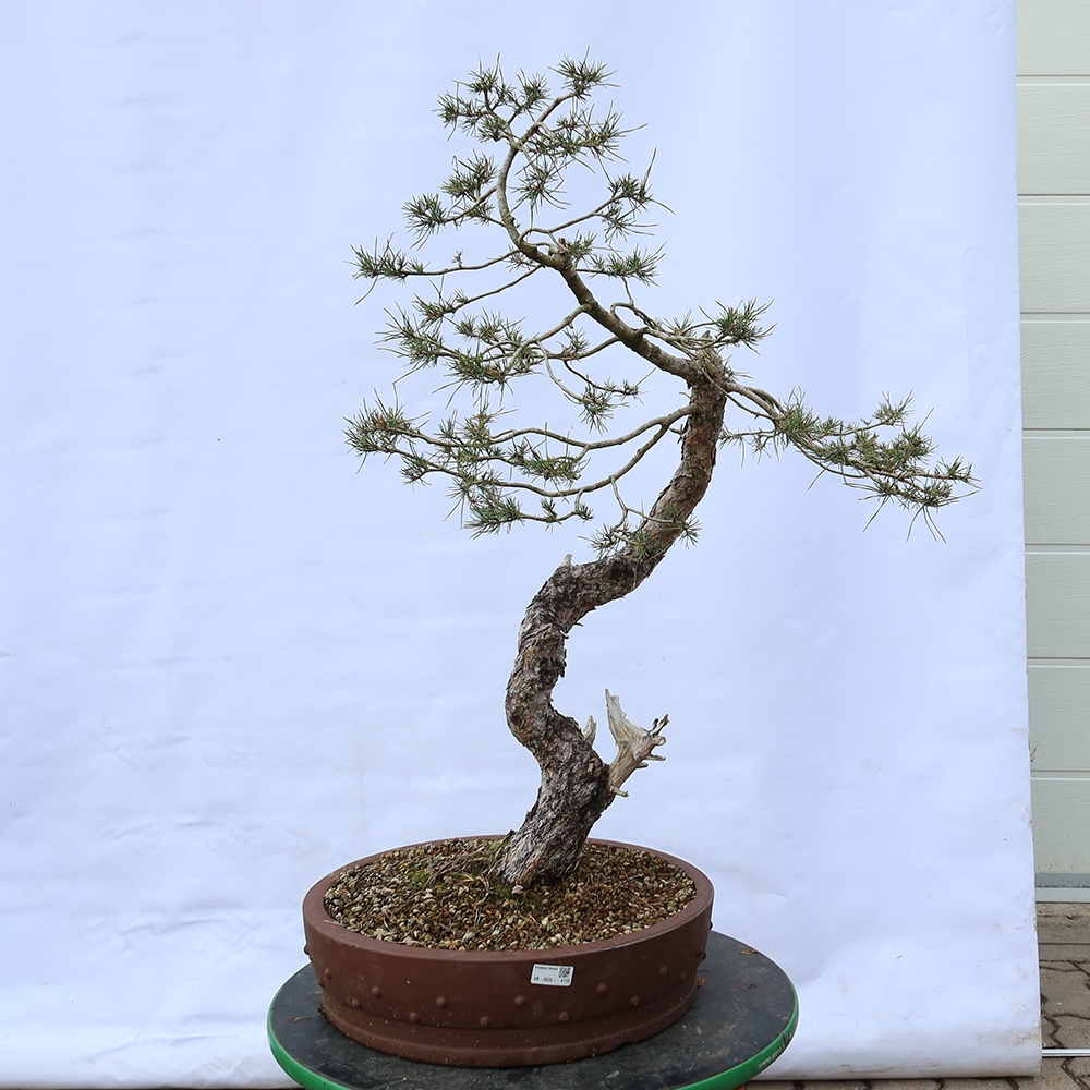 Pinus sylvestris Spagna - pino silvestre