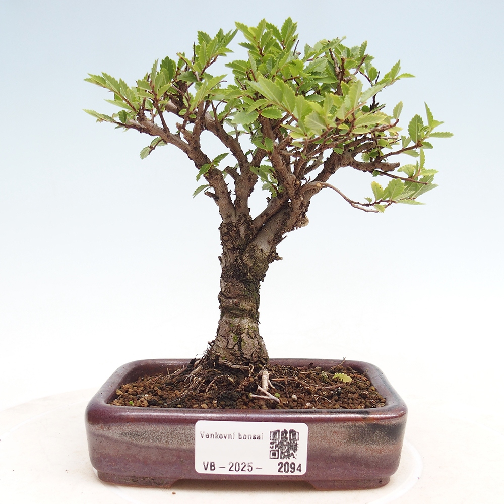 Bonsai da esterno - Zelkova - Zelkova NIRE
