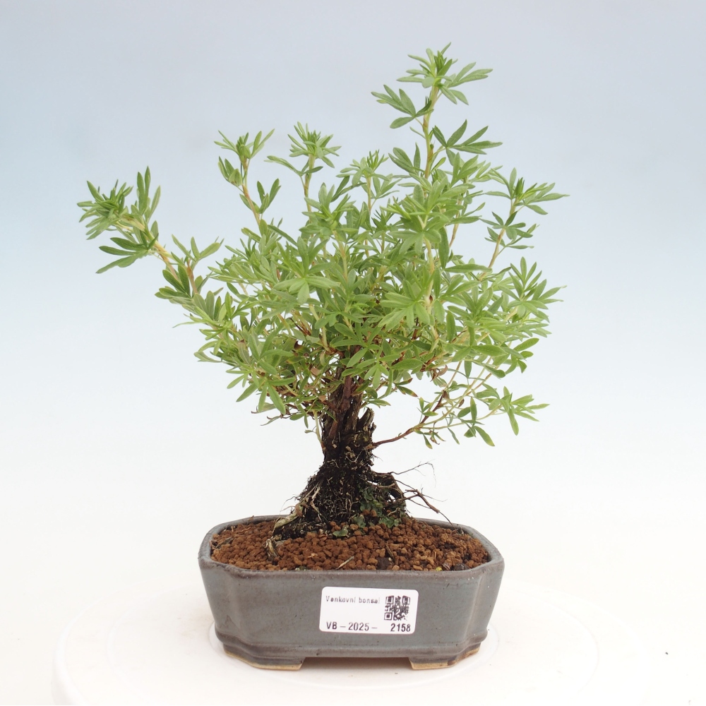 Bonsai da esterno - Potentila fruticosa yellow Bird