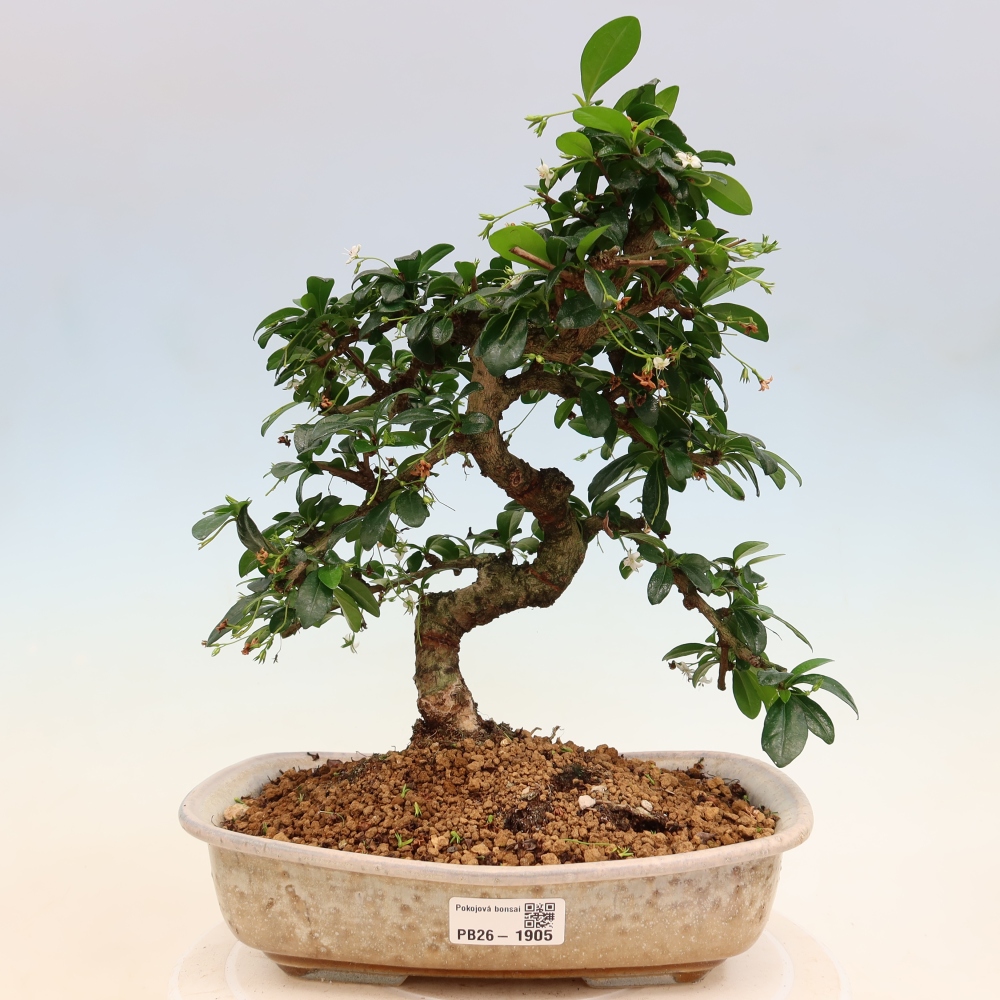Camera bonsai - Carmona macrophylla - Tea fuki