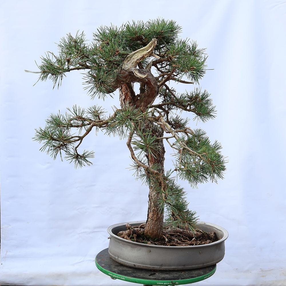 Pinus sylvestris Spagna - pino silvestre