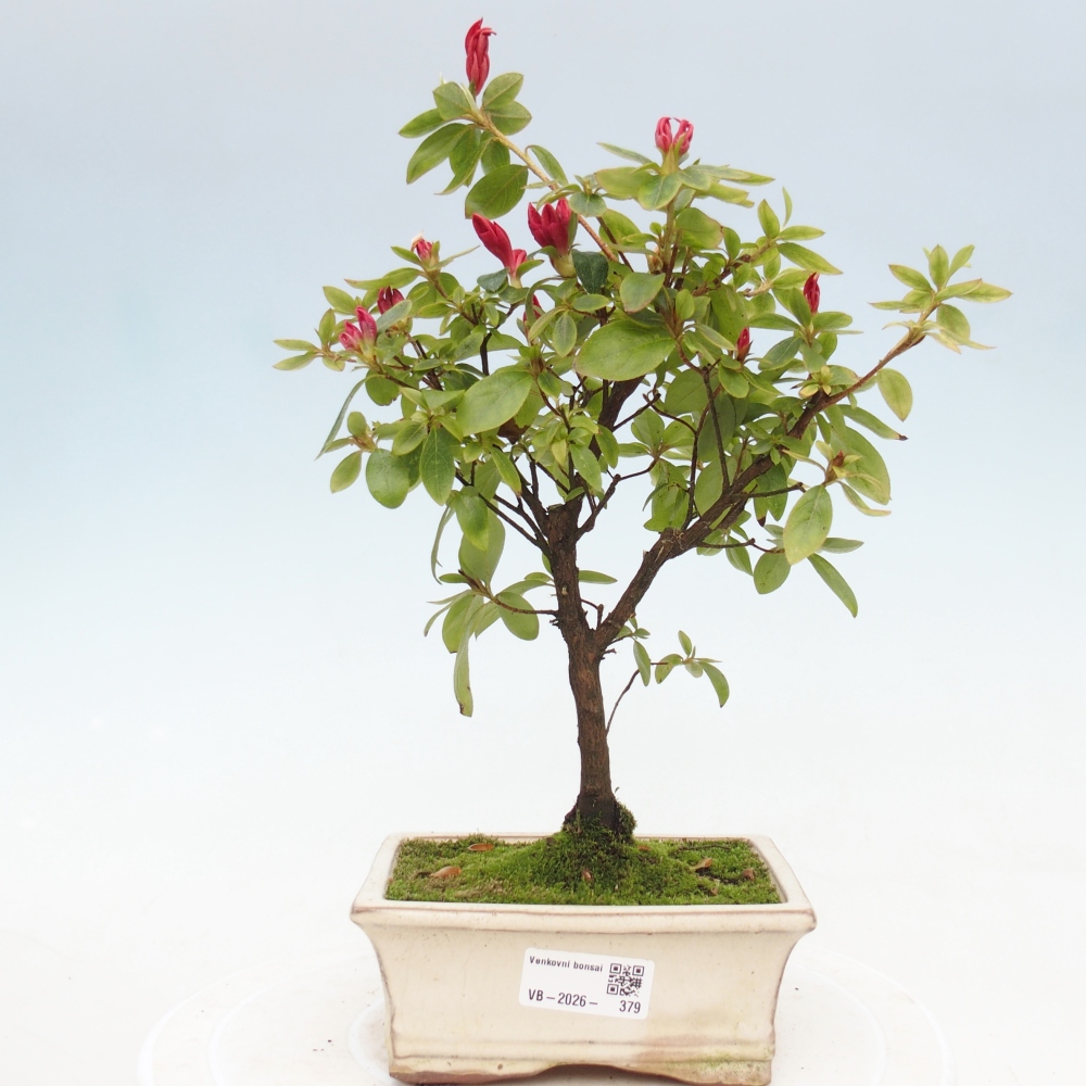 Bonsai da esterno - Azalea giapponese - Azalea sp.