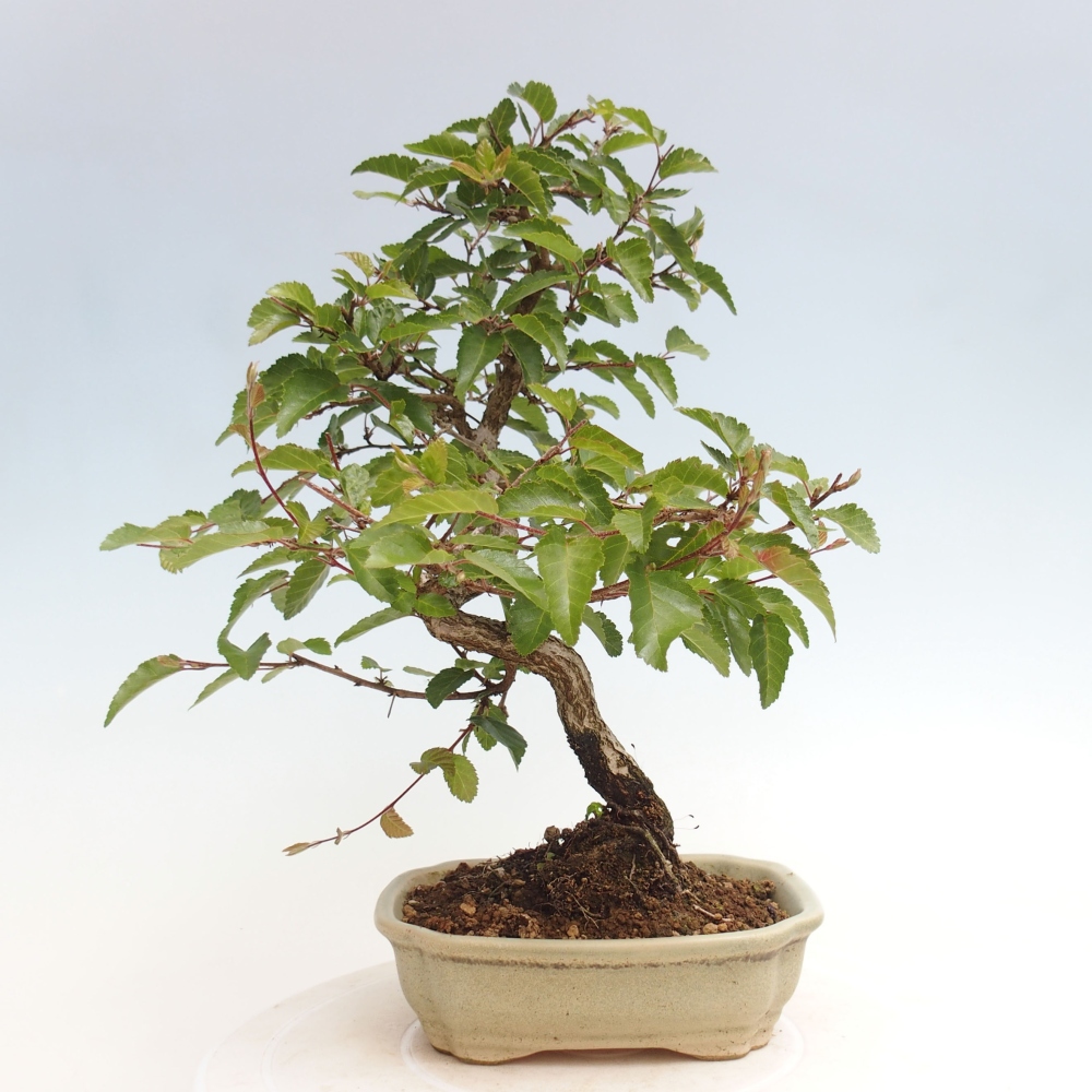 Bonsai da esterno -Carpinus CARPINOIDES - Carpino coreano