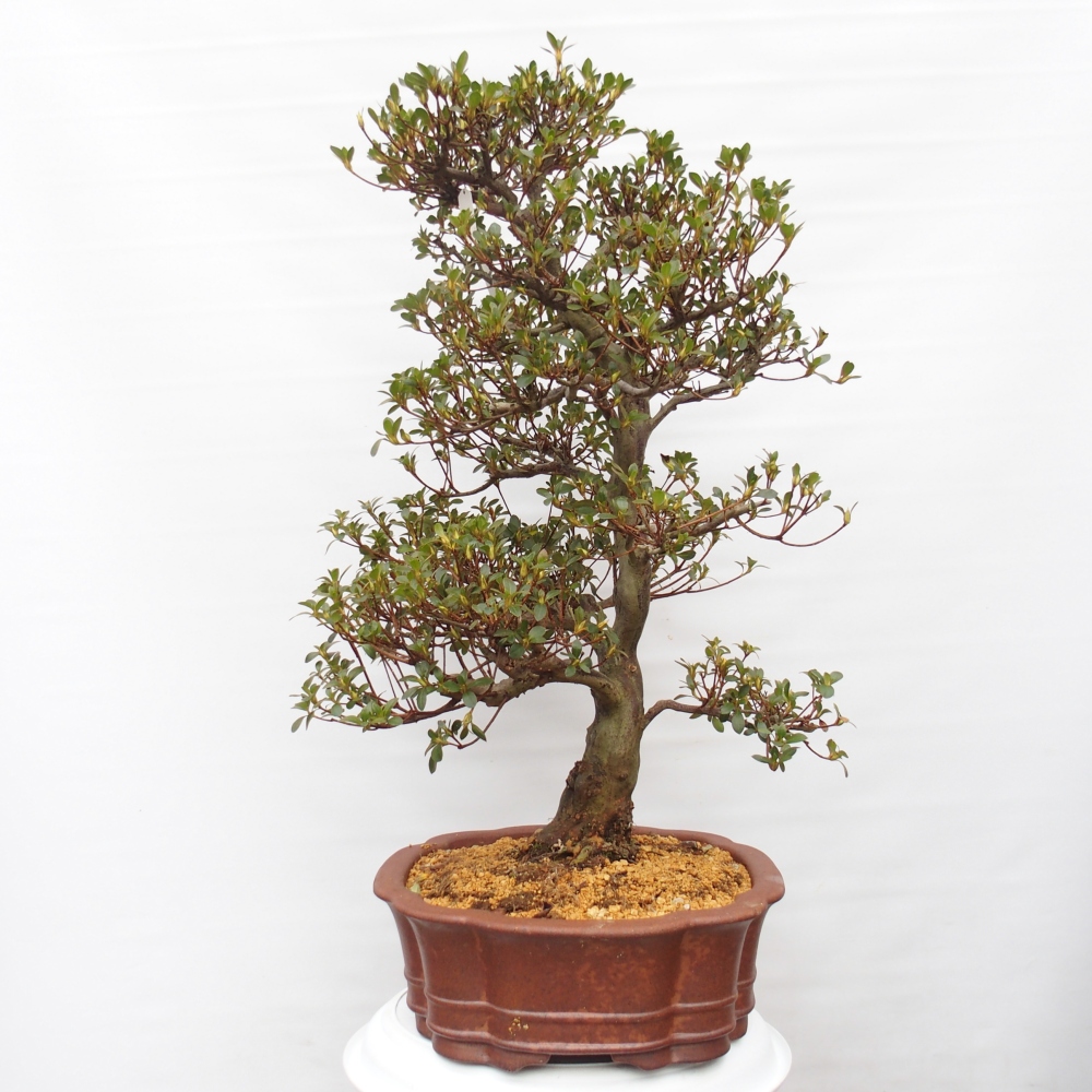 Bonsai da esterno - Azalea giapponese - Azalea Sansei
