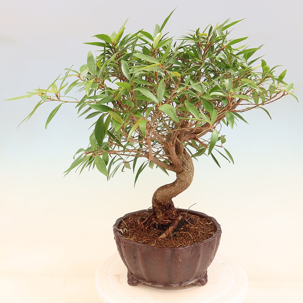 Camera bonsai - Ficus nerifolia - ficus a foglie piccole