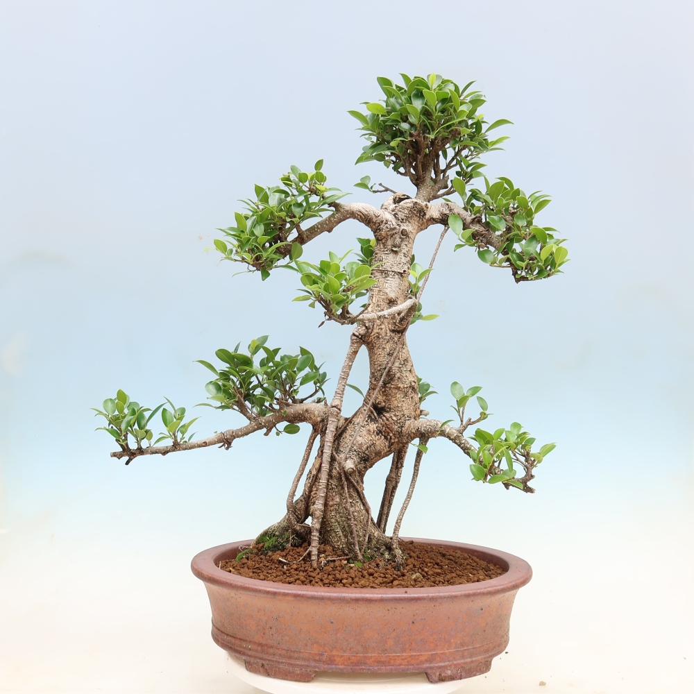 Camera bonsai - Ficus kimmen - ficus a foglie piccole