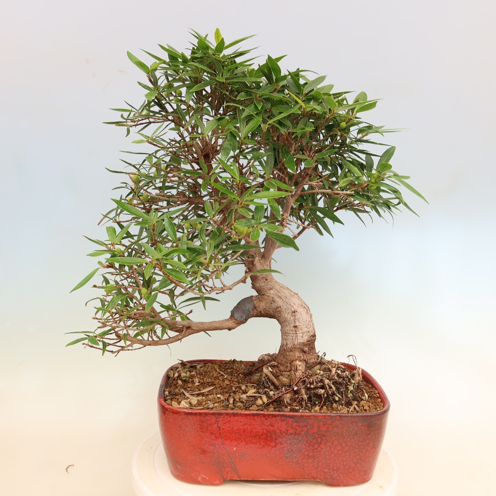 Camera bonsai - Ficus nerifolia - ficus a foglie piccole