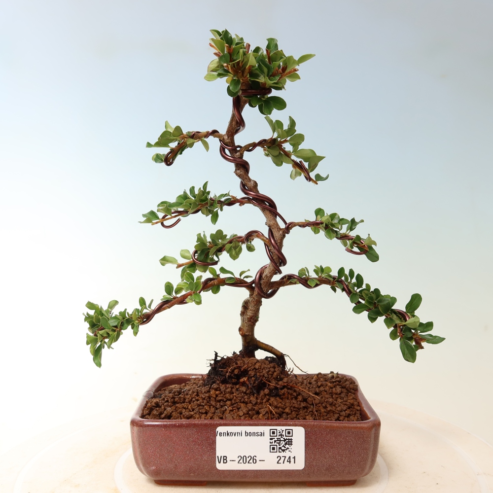 Bonsai da esterno - Cotoneaster horizontalis - Montagna rocciosa
