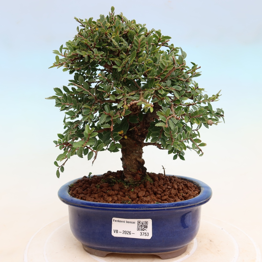 Bonsai da esterno - Zelkova - Zelkova NIRE