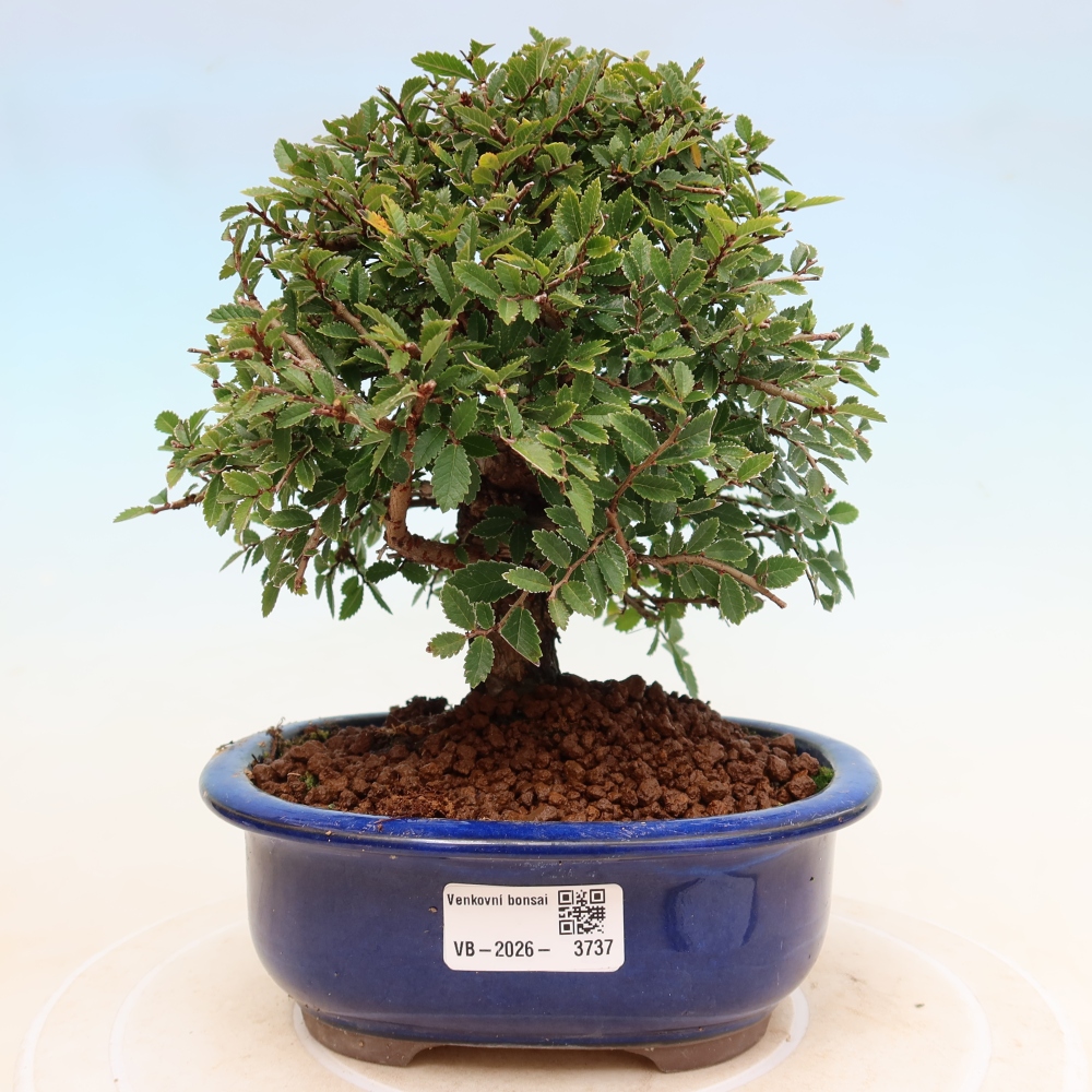 Bonsai da esterno - Zelkova - Zelkova NIRE