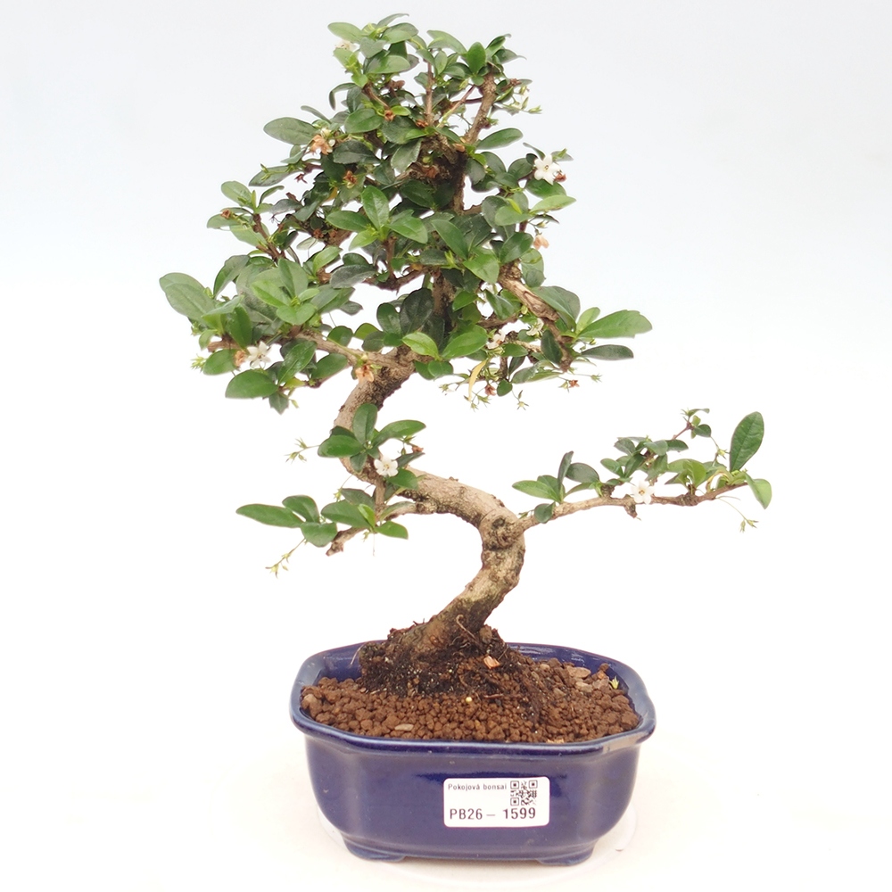 Camera bonsai - Carmona macrophylla - Tea fuki