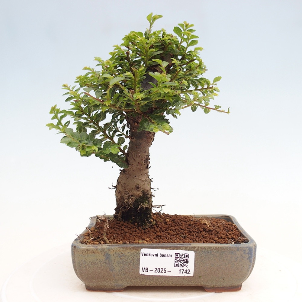 Bonsai da esterno - Ulmus parvifolia Hokkaido - Olmo cinese