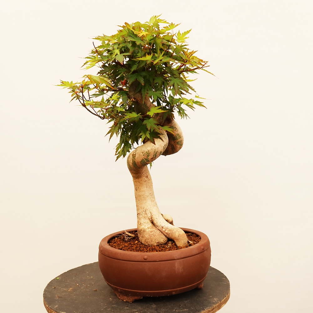 Bonsai da esterno - Acero palmatum - Palme