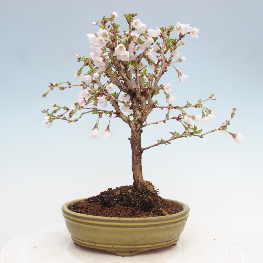 Bonsai da esterno - Prunus incisa Kojou-no mai-Plivon ritagliato