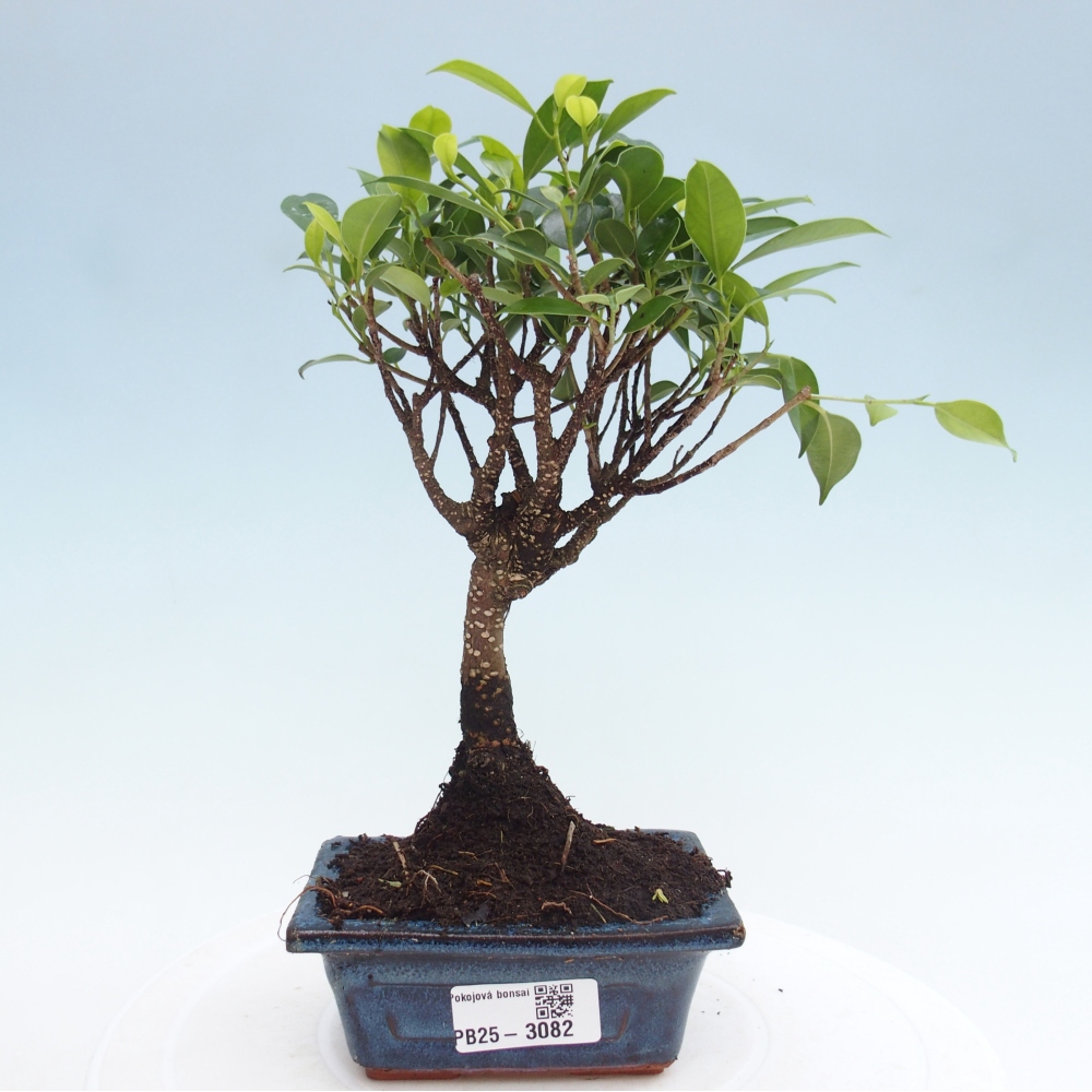 Camera bonsai Ficus retusa kimmen