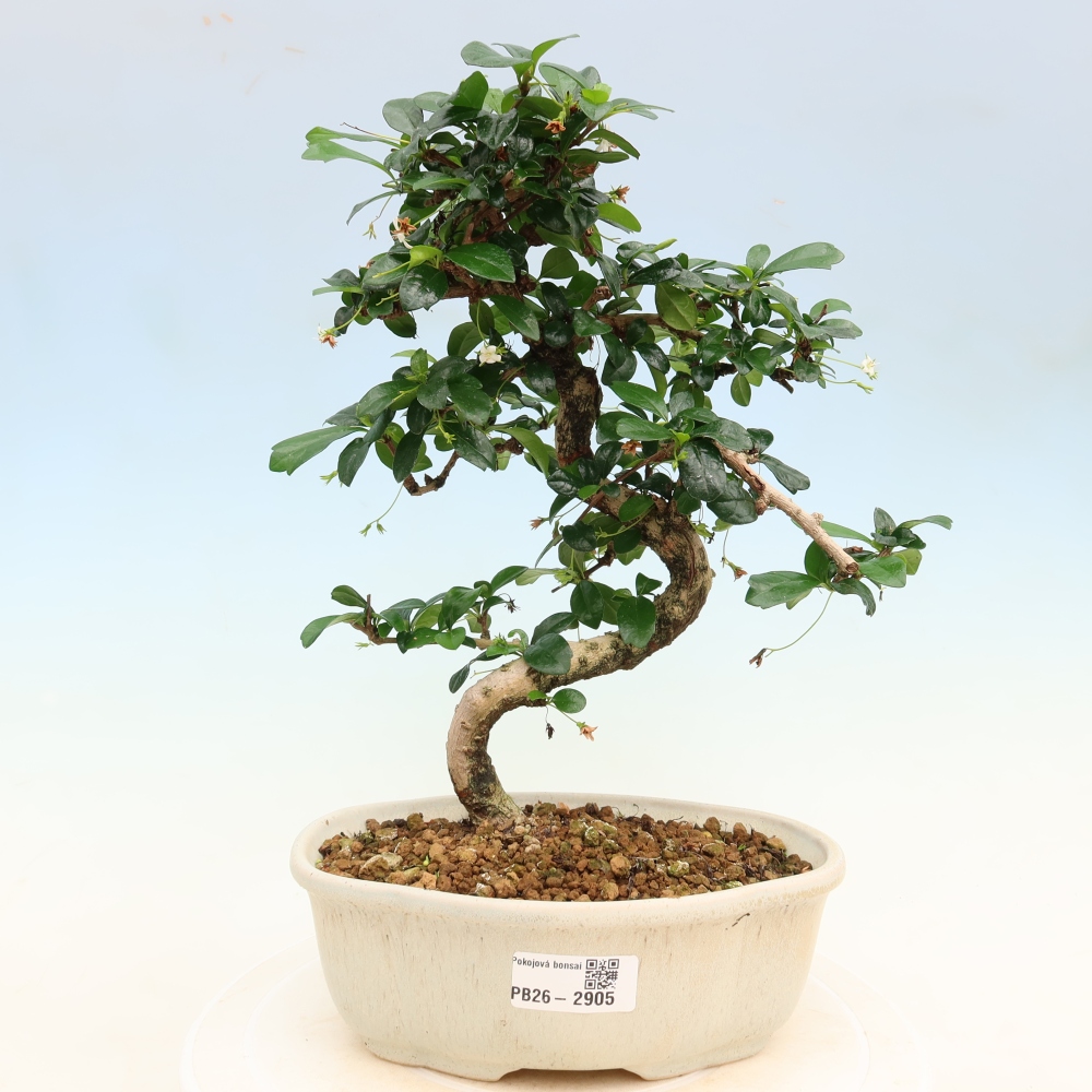 Camera bonsai - Carmona macrophylla - Tea fuki