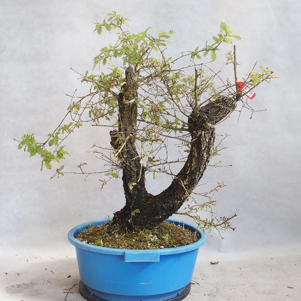 Bonsai da esterno Quercus Cerris - Quercia Cer