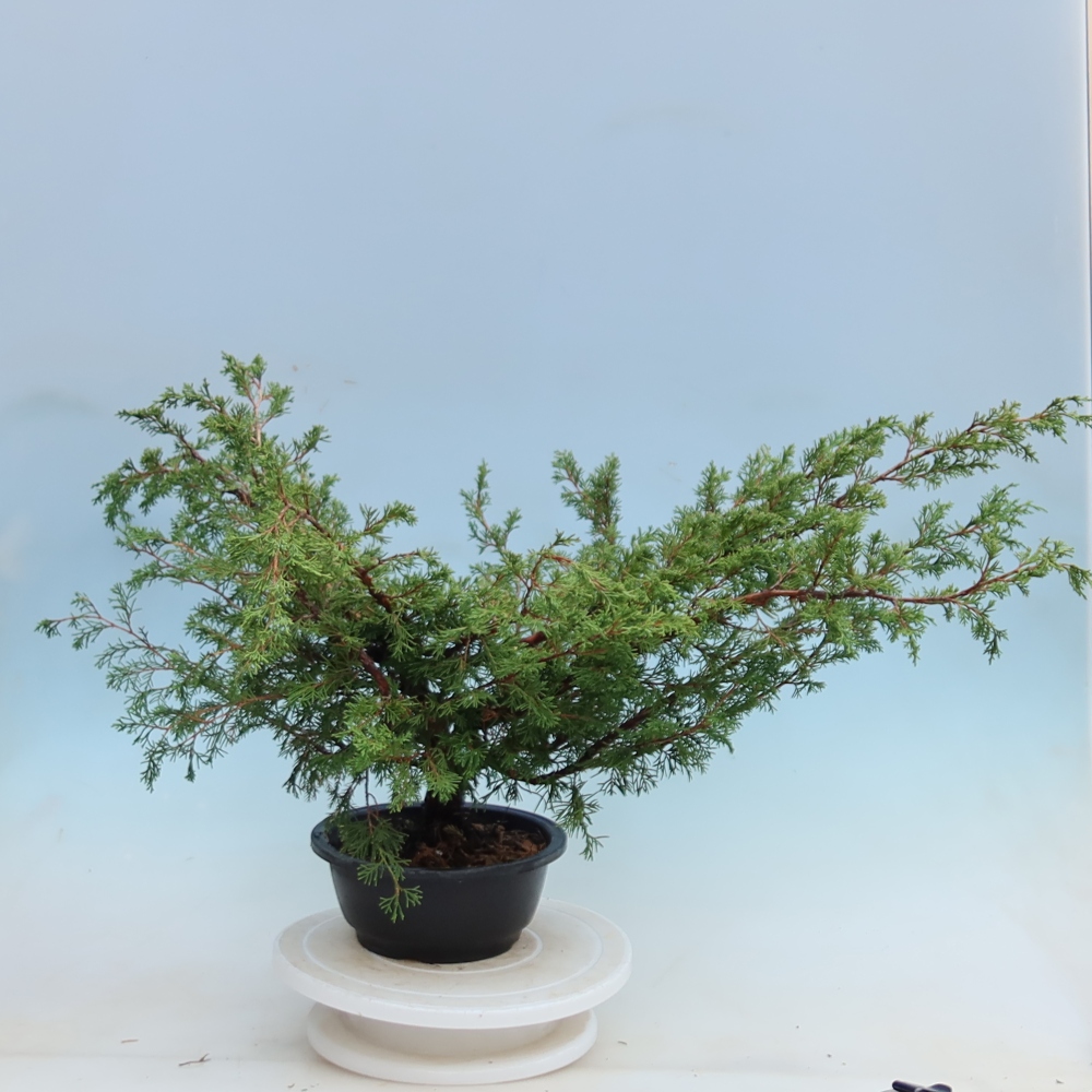 Bonsai da esterno - Juniperus chinensis Itoigawa - Ginepro cinese