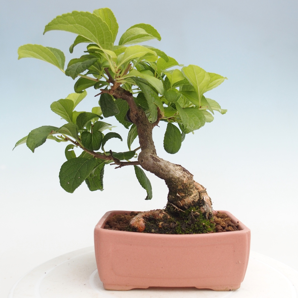 Bonsai da esterno - Celastrus orbiculatus