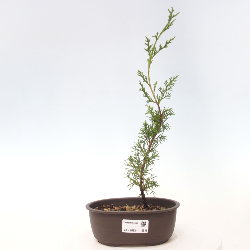 Bonsai da esterno - Juniperus chinensis Itoigawa