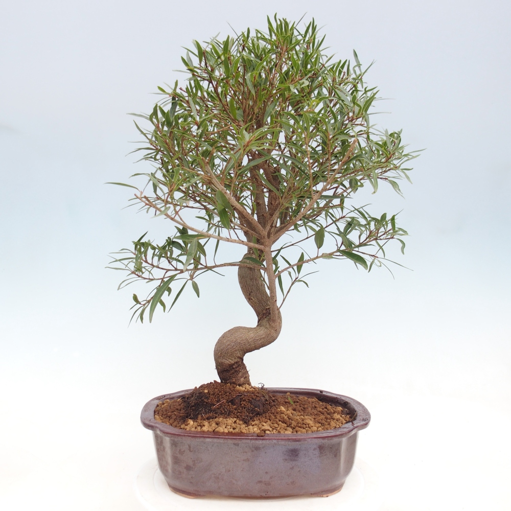 Camera bonsai - Ficus nerifolia - ficus a foglie piccole