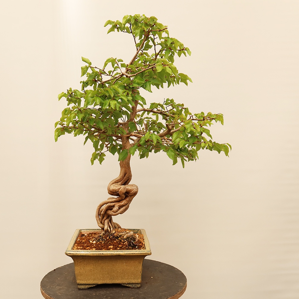 Bonsai da esterno -Carpinus Coreana - Carpino coreano