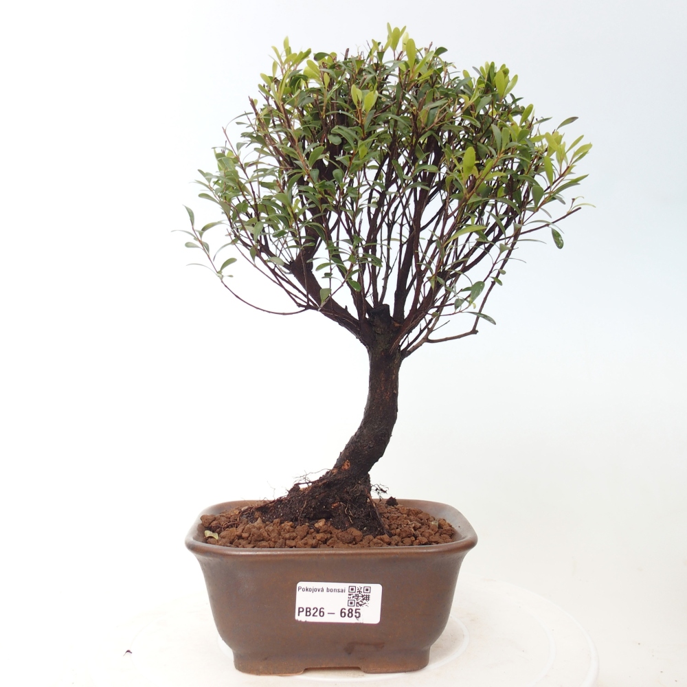 Camera bonsai - Syzygium - Pimento