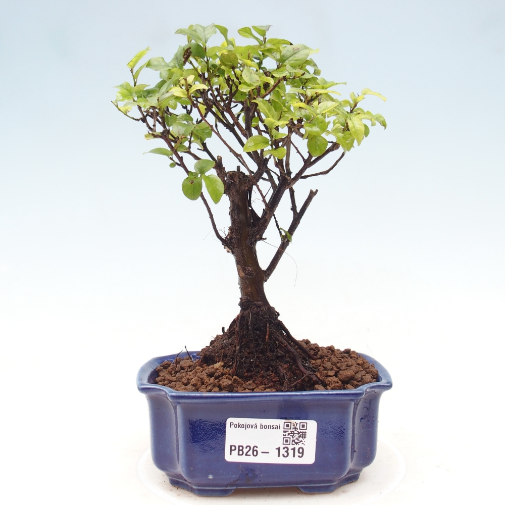 Camera bonsai - Sageretia thea - Sageretia thea