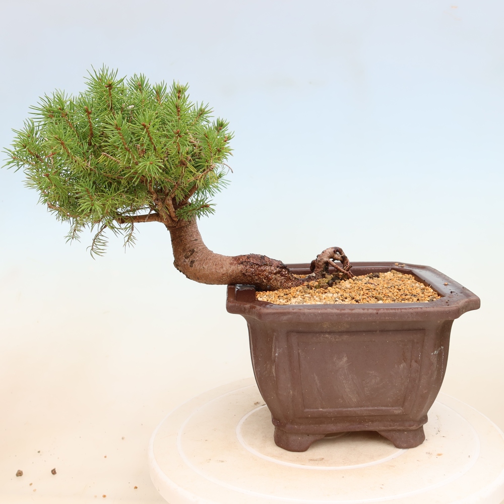 Bonsai da esterno - Abete rosso - Picea glauca globo