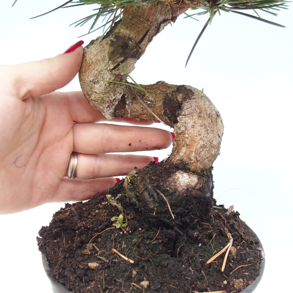 Bonsai da esterno - Pinus thunbergii senjyumaru - Pino di Thunberg