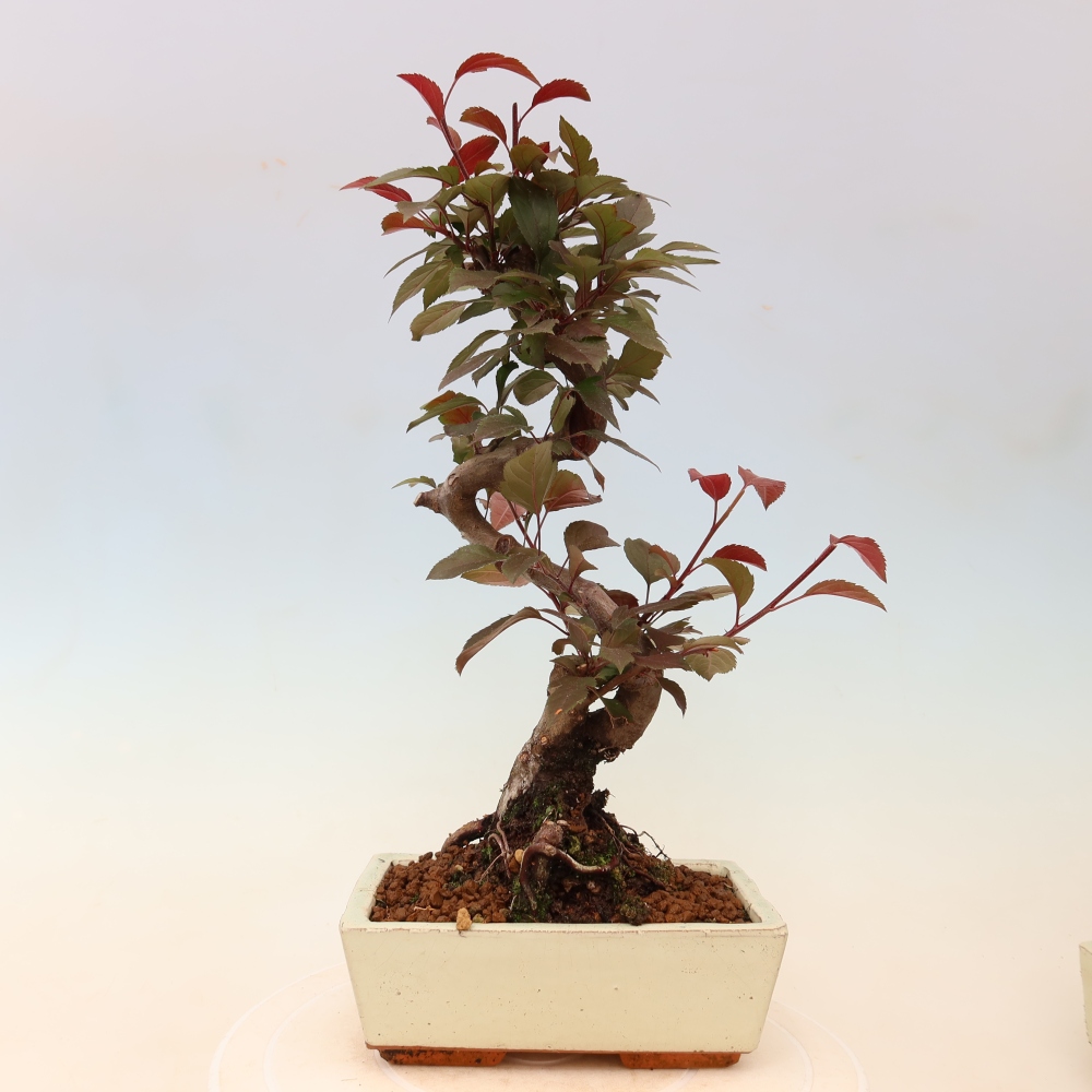 Bonsai da esterno -Malus domestica - Melo a piccoli frutti a foglie rosse