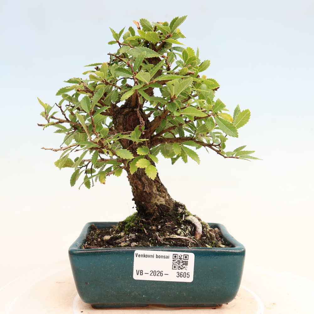 Bonsai da esterno - Zelkova - Zelkova NIRE