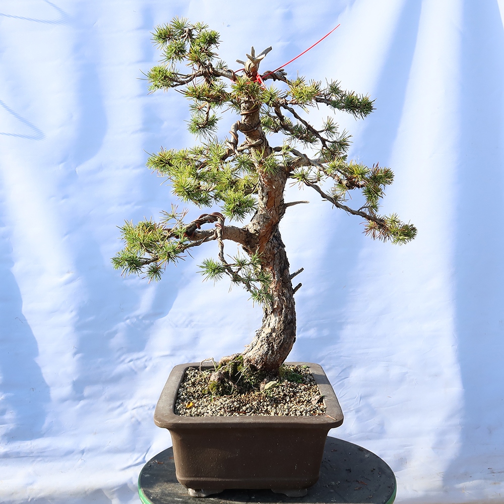 Pinus sylvestris Spagna - pino silvestre