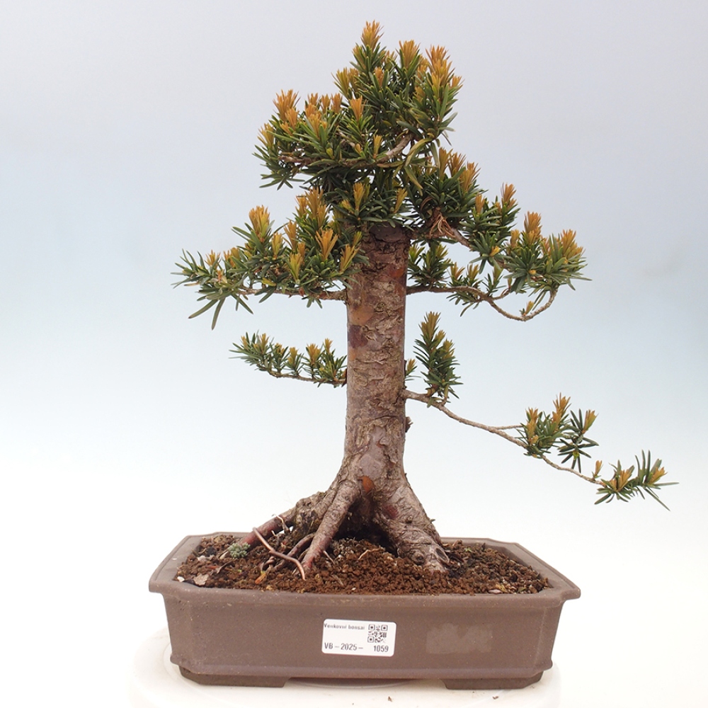 Bonsai da esterno - Taxus cuspidata - Tasso giapponese