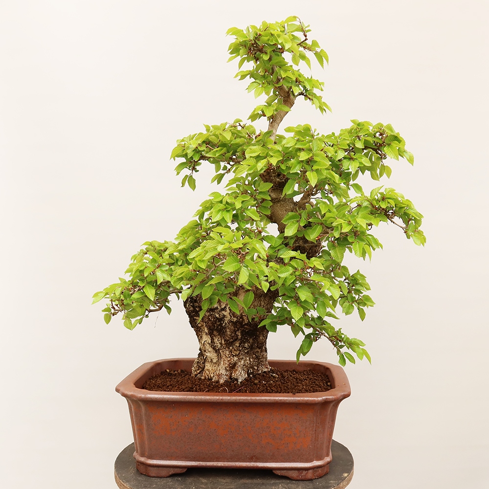 Bonsai da esterno -Carpinus Coreana - Carpino coreano
