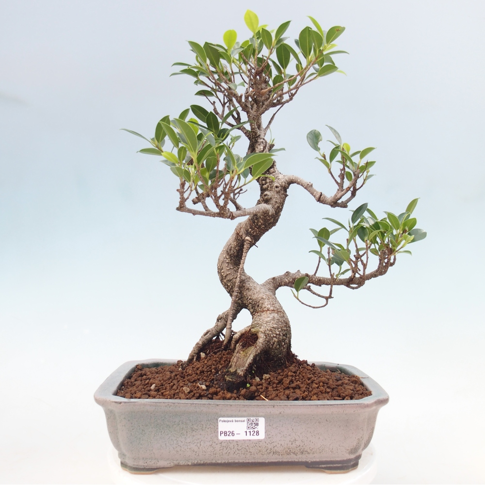 Camera bonsai - Ficus kimmen - ficus a foglie piccole