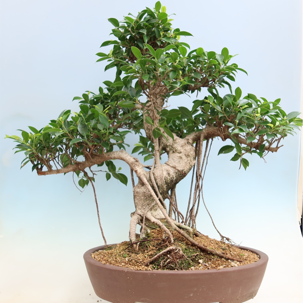 Camera bonsai - Ficus kimmen - ficus a foglie piccole
