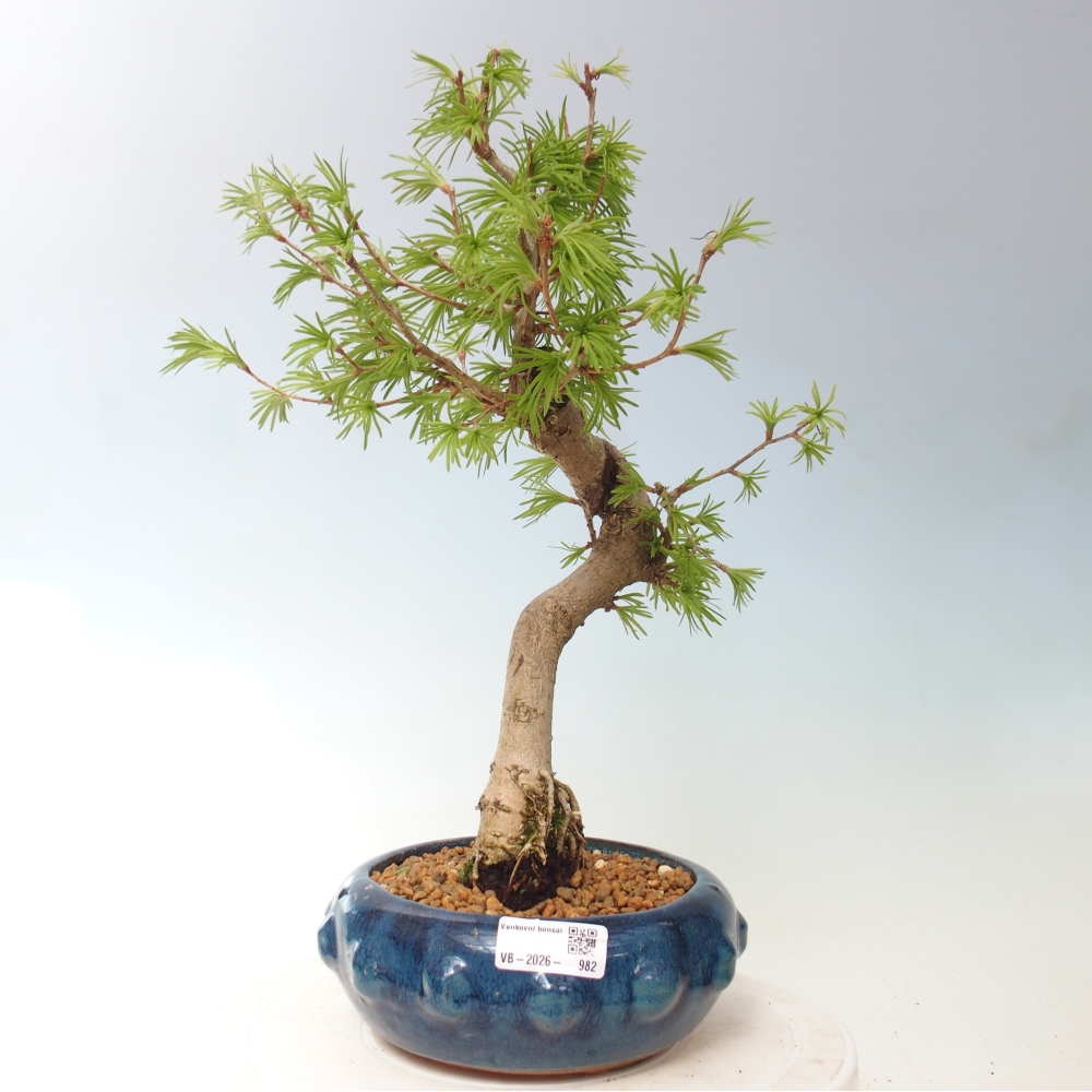 Bonsai da esterno -Pseudolarix amabis-Pseudolarix amabis